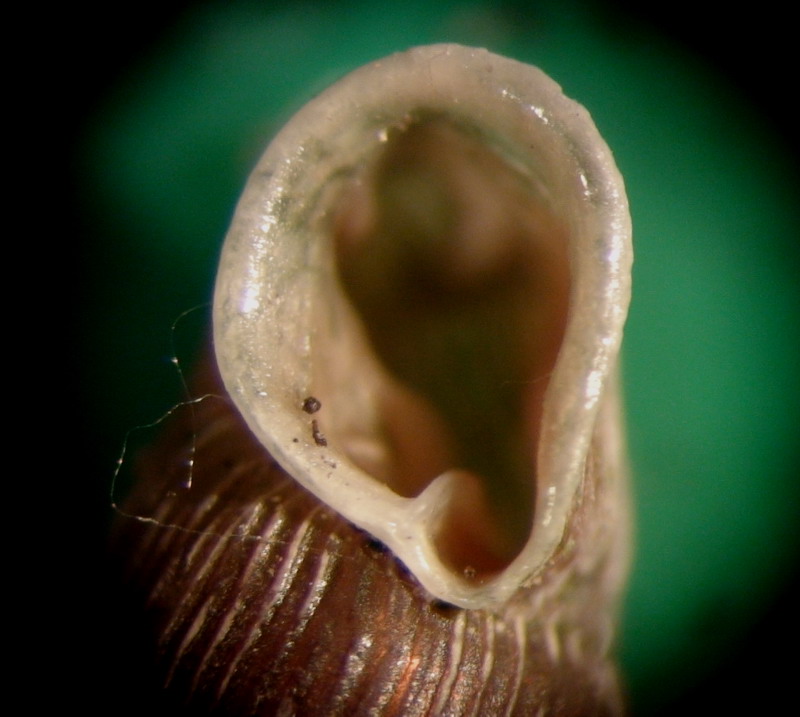 Clausilia (Clausilia) rugosa pinii Westerlund, 1878